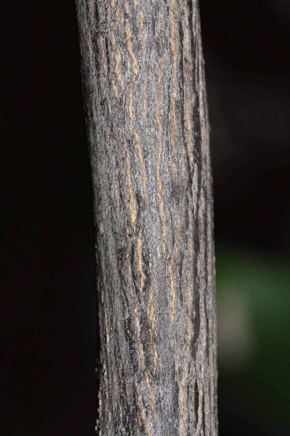              Second - third year twig (Riverside, CA)       